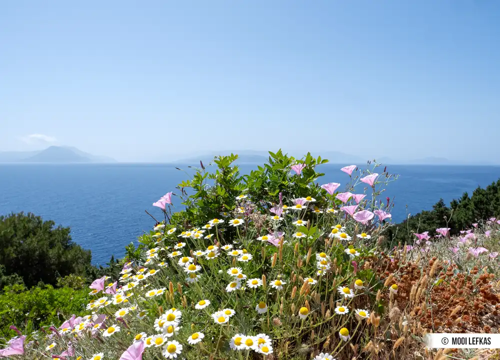 Bloemen op Lefkas