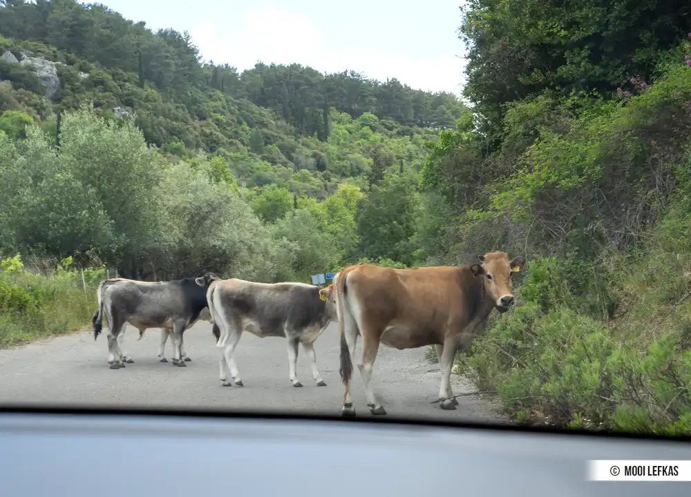 Bloemen op Lefkas